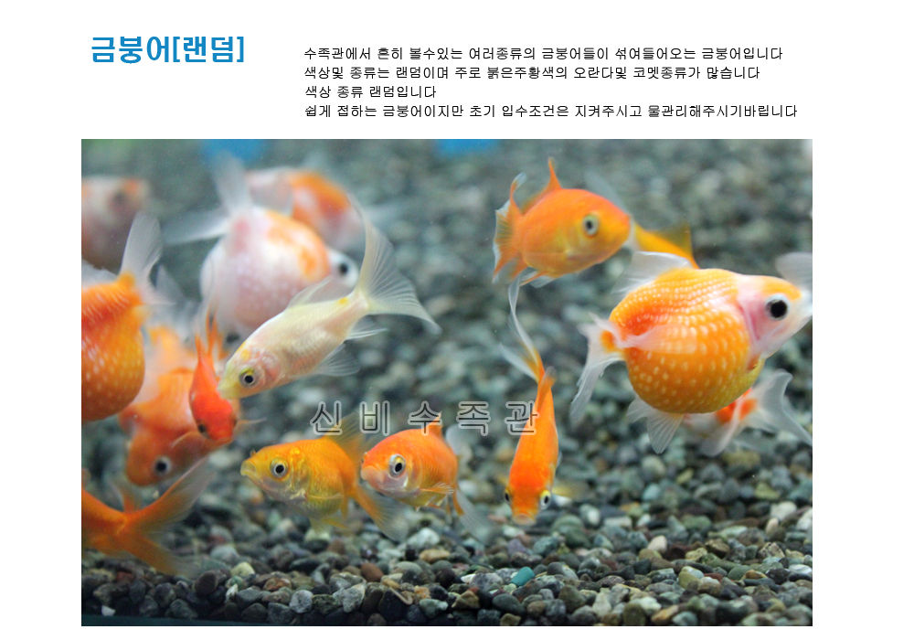 금붕어소 사본.jpg