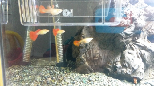 20150401_183737.jpg