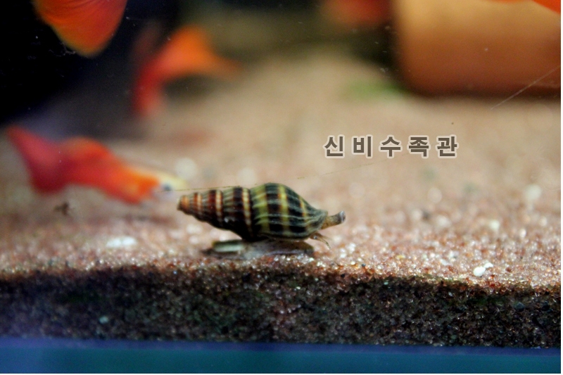 자객달팽이/헬레나스네일 1마리