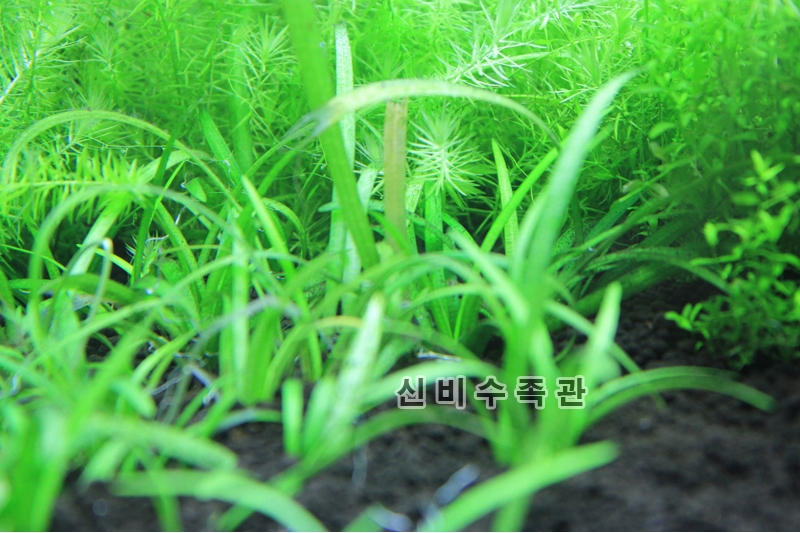 사지타리아 3촉